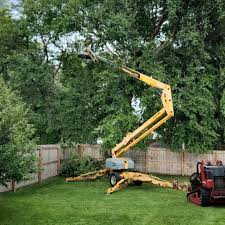 How Our Tree Care Process Works  in  Ashland, MO